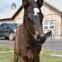 petionville filly