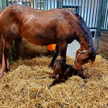 pjs enigma filly