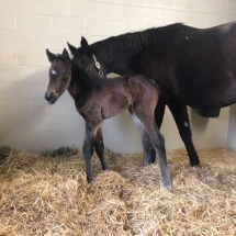 precious luck filly