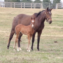 queens fste colt