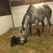 r shade of grey filly