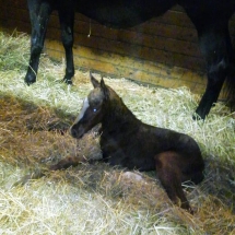 saint jackie filly