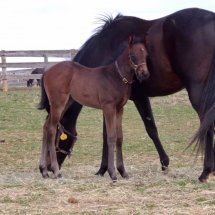 seal the greel colt