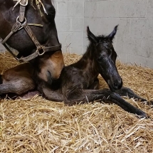 she ain't bad colt