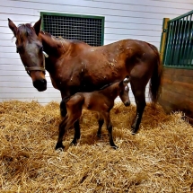 sick love filly
