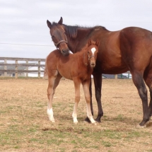 silvikova colt