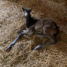 smarty jones filly