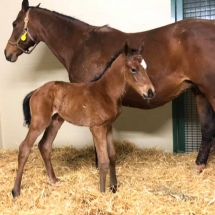 snowsprite colt