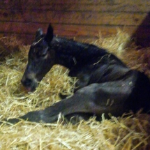social inclusion foal