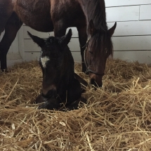 song memory filly