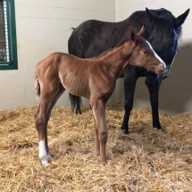 stormy run foal