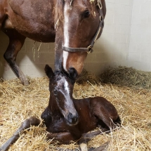 the little one filly