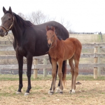 thirst for diamond colt