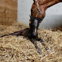 twirlin curlin colt