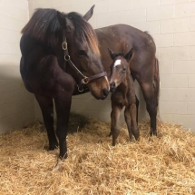 uncle lino filly