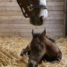 veloce canzone filly