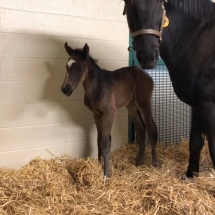 waveland filly