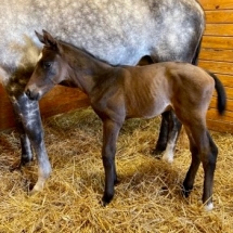 American Pharoah filly 4-17-20